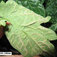 Under side of tomato leaf with intumescence