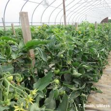 Tomatoes growing in high tunnel with leaf roll