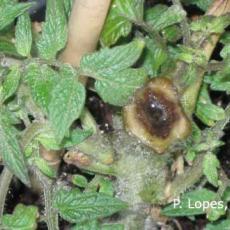 Bacterial Canker on Tomato