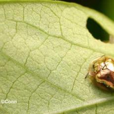 Golden tortoise beetle on Ipomoea