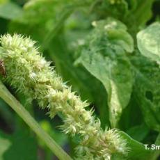 Tarnished Plant Bug on Amaranth (Field Cut Flower)