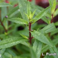 Two spotted spider mite – Angelonia