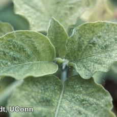 Two spotted spider mite damage