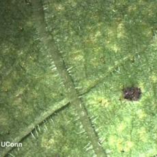 Two spotted spider mite eggs
