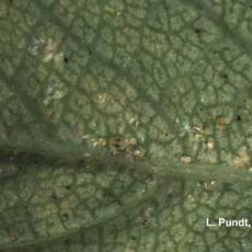 Two-spotted Spider Mites - Various stages