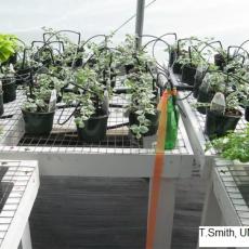 Bottle as water gauge in greenhouse