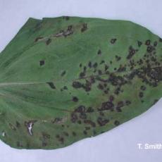 Xanthomonas leaf spot - zinnia