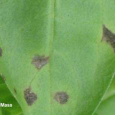 Bacterial leaf spot - zinnia