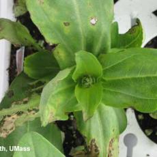 Bacterial leaf spot - zinnia