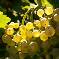 Grapes at Cold Spring Orchards
