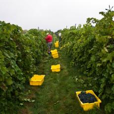 Picking grapes at Cold Spring Orchards