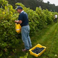 Picking grapes at Cold Spring Orchards