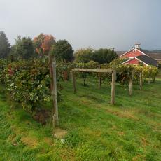 Cold Spring Orchards on a foggy morning