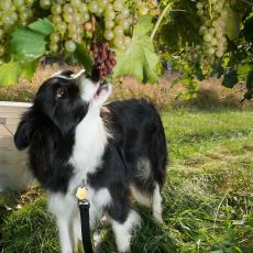 Dog eating grapes at Cold Spring Orchards