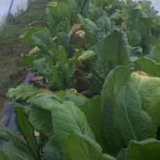 Timing Planting for Overwintered Brassica Production in Low Tunnels 
