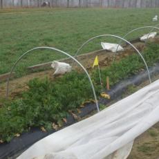 Timing Planting for Overwintered Brassica Production in Low Tunnels 