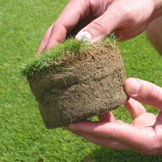 A researcher examines a cup cutter plug on a bentgrass plot at the Joseph Troll Turf Research Center.