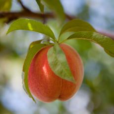 Peaches at Cold Spring Orchard