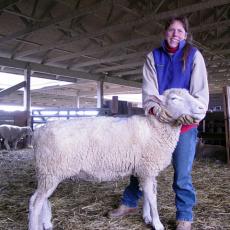 Alice Newth, Livestock Barn Manager, showing proper method of holding sheep