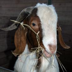 Goat at the Hadley Farm