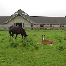 Mare and foal at the Hadley Farm