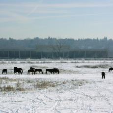 Bay State Morgan Herd in Winter