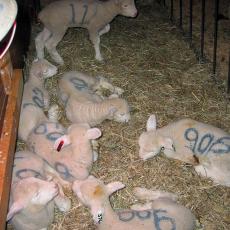 Lambs at the Hadley Farm
