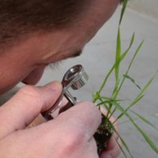 Extension specialist Jason Lanier examines a grass plant with a hand lens.