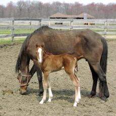Mare and foal at Hadley Farm