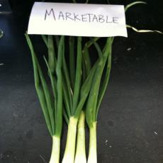 Onion variety trials