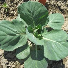 Reduced-risk insecticide Verimark (cyantraniliprole) protects plants from flea beetles AND cabbage root maggot