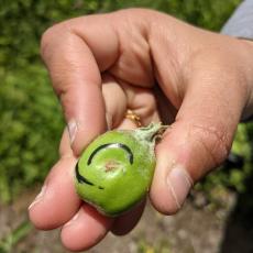 Plum Curculio oviposition scar on developing apple