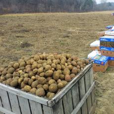 Harvesting potatoes at the South Deerfield farm