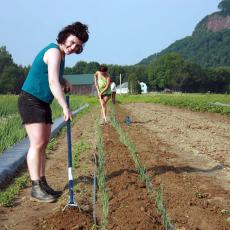 Hoeing weeds at the South Deerfield farm