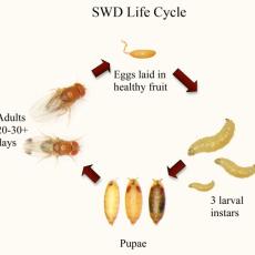 Spotted Wing Drosophila life cycle