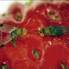 Spotted Wing Drosophila on fruit
