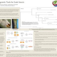 New Phylogenetic Tools for Scale Insects