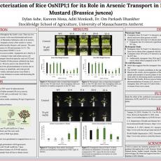 Characterization of Rice OsNIP1;1 for its Role in Arsenic Transport in Indian Mustard (Brassica juncea)