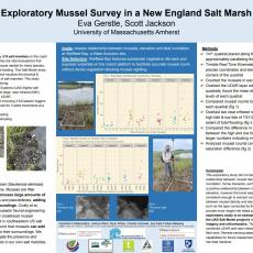 Exploratory Mussel Survey in a New England Salt Marsh