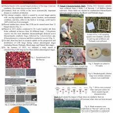 Characterization of Cranberry Fruit Rot Fungi from Massachusetts