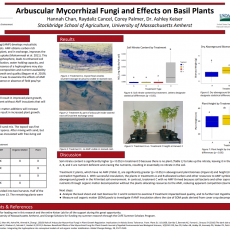 Arbuscular Mycorrhizal Fungi and Its Effects of Basil Plants