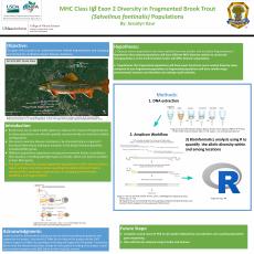 research poster on MHC Class IIß Exon 2 Diversity in Fragmented Brook Trout (Salvelinus fontinalis) Populations by Jessalyn Kaur