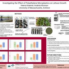 Investigating the Effect of Polyethylene Microplastics on Lettuce Growth