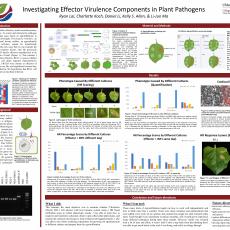 Investigating Effector Virulence Components in Plant Pathogens