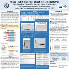Class I (CI) Small Heat Shock Proteins (sHSPs)