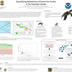 Quantifying Relatedness of Green Sea Turtles in the Hawaiian Islands