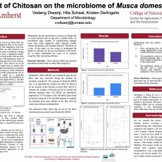 Vedang Diwanji poster on Effect of Chitosan on the microbiome of Musca domestica