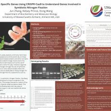 Deleting Nodule Specific Genes Using CRISPR-Cas9 to Understand Genes Involved in Symbiotic Nitrogen Fixation