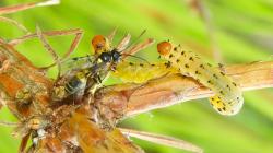 Exenterus amictorius, introduced species of ichneumon wasp parasitoid of the redheaded pine sawfly seen in the Montague Sandplains, MA in August of 2024. Photo courtesy of Paul Sievert, emeritus UMass, Amherst.