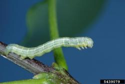 Fall cankerworm caterpillar. Photo: Joseph Berger, Bugwood.